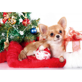 Dog and gifts