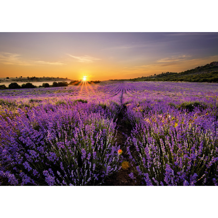 Sunset over a field of lavender