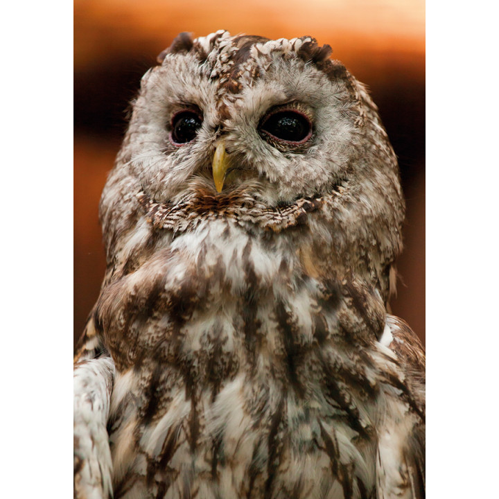 Tawny owl