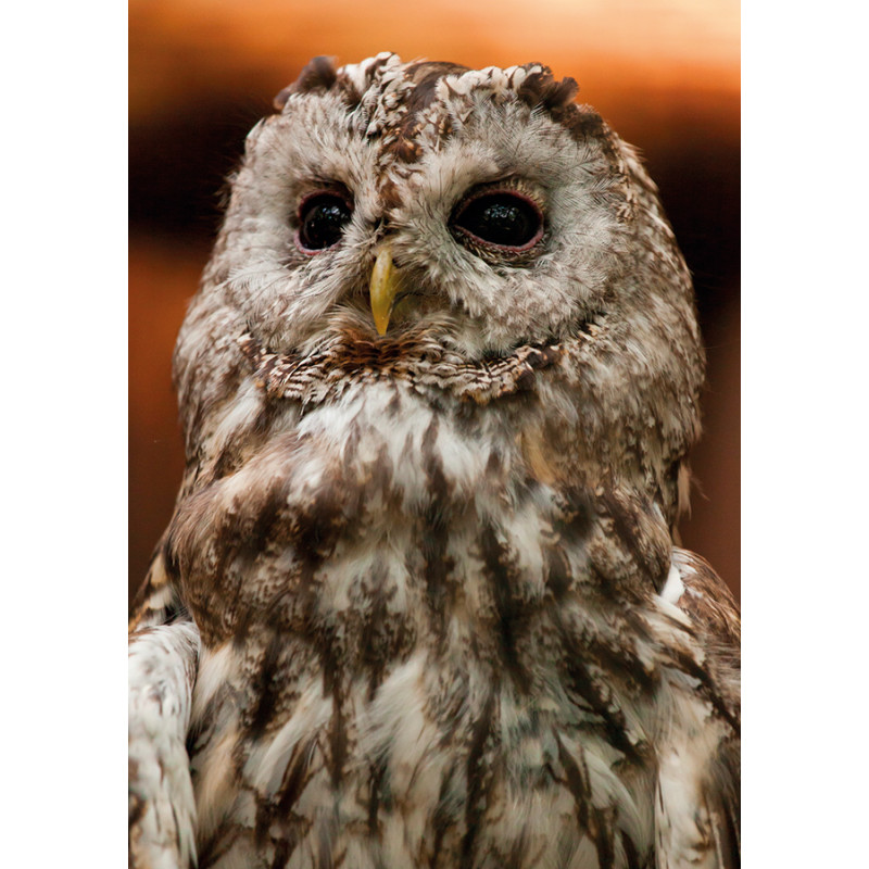 Tawny owl