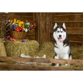 Husky and flowers