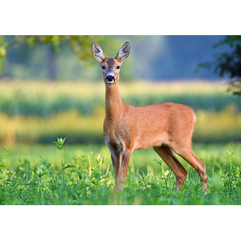 Roe deer