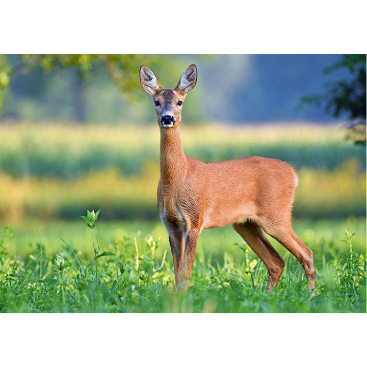 Roe deer