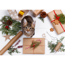 Helper Cat