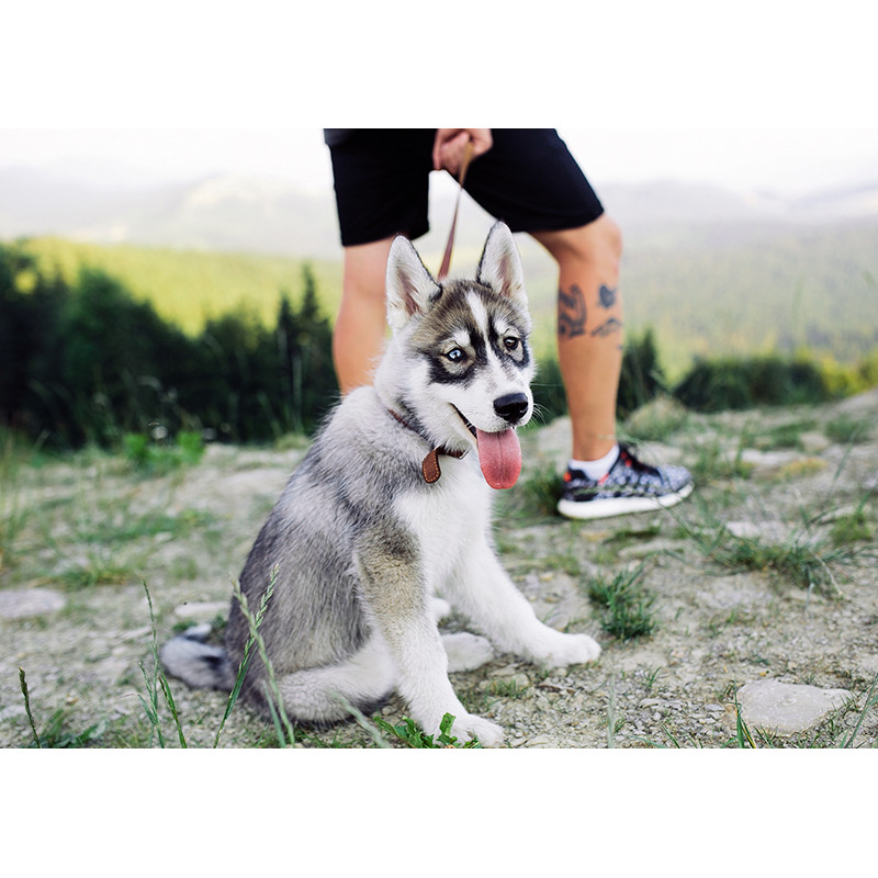 Husky on a walk