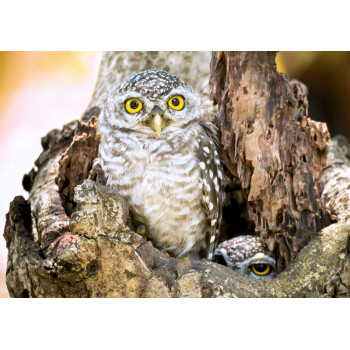 Owlets