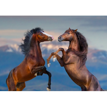 Two horses