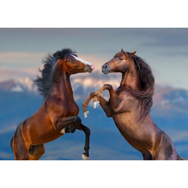 Two horses
