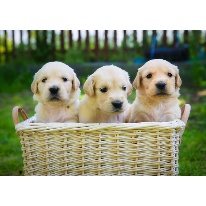 Golden retriever. 3 puppies