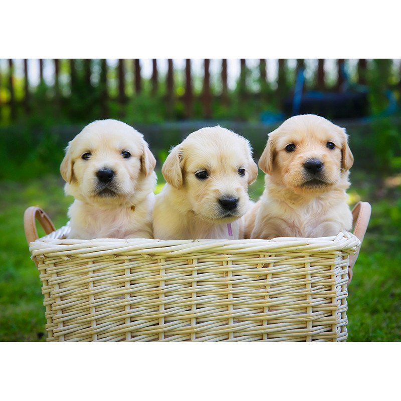 Golden retriever. 3 puppies