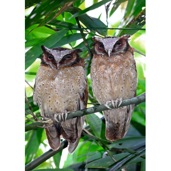 Two owls on branches