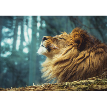 King of beasts