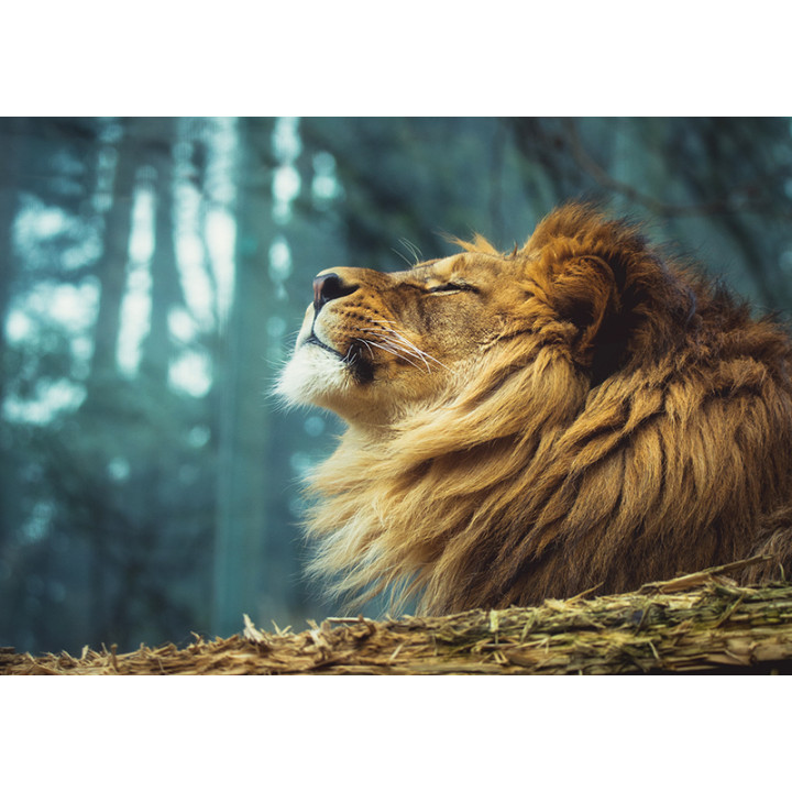 King of beasts