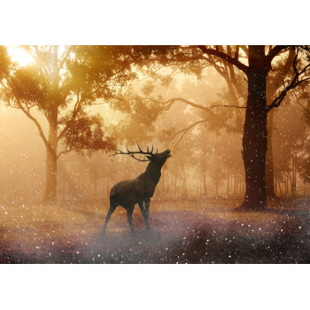 Deer in the forest