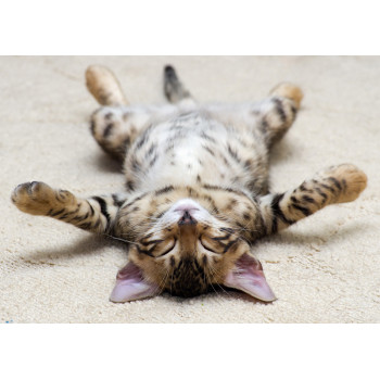 Relaxing kitten