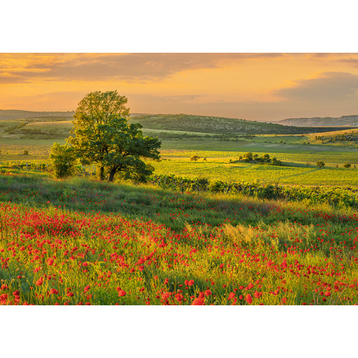 Poppies blooming in Crimea