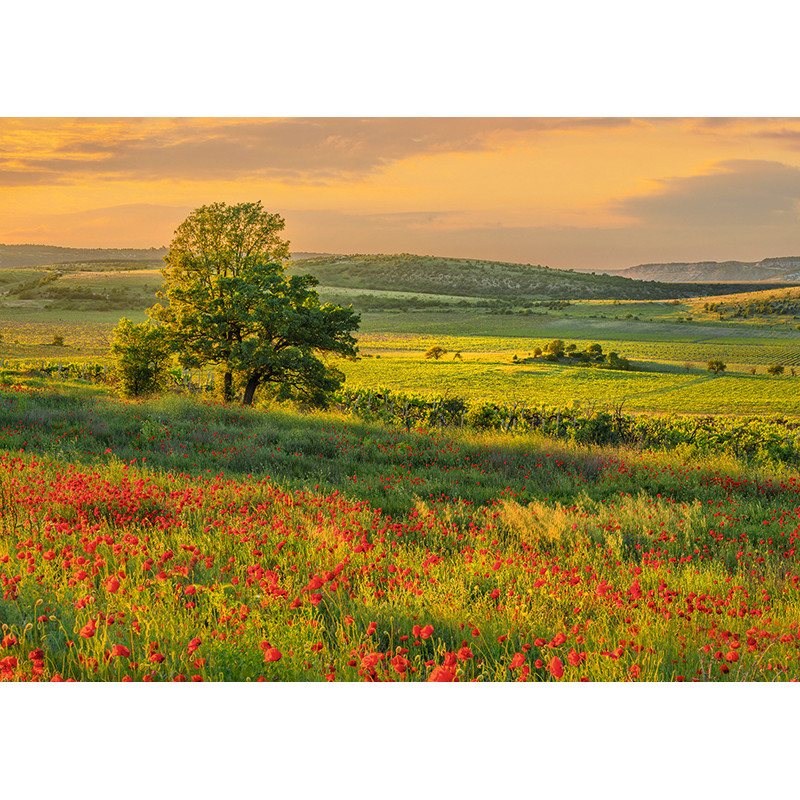 Poppies blooming in Crimea