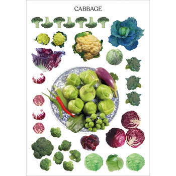 Cabbage
