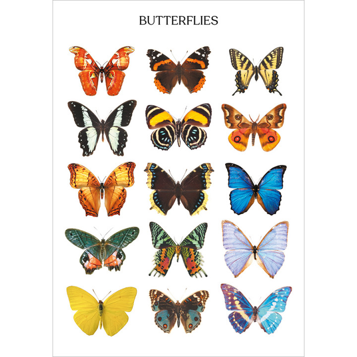 Butterflies